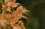 Yellow fringed orchid